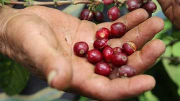 Producción de café colombiano crece 14,6% en enero