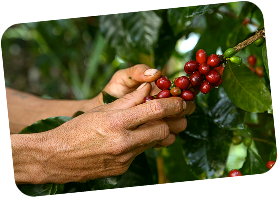 recolectando café